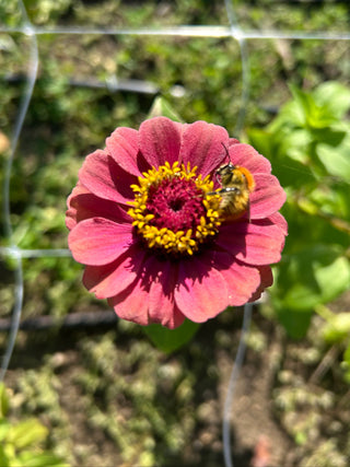 Semillas Zinnia Queen Red Lime