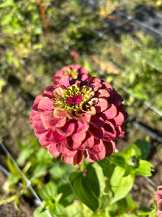 Semillas Zinnia Queen Red Lime