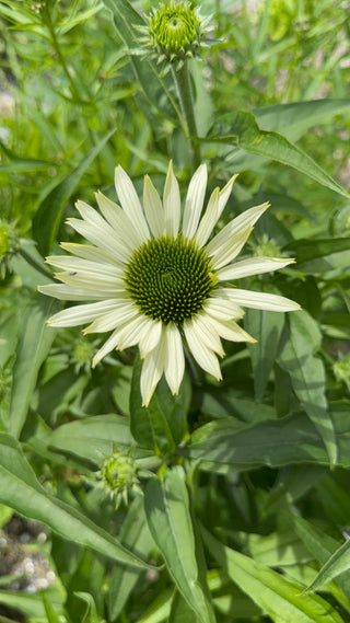 Echinacea Primadonna White