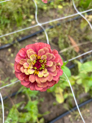 Semillas Zinnia Queen Red Lime
