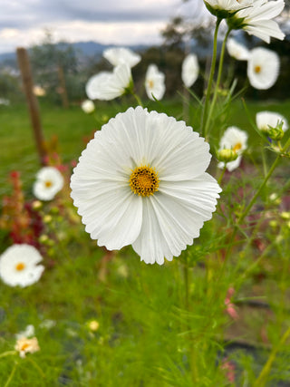 Semillas Cosmos Cupcake White