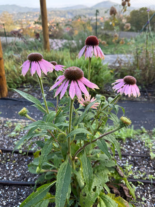 Semillas Echinacea Bravado