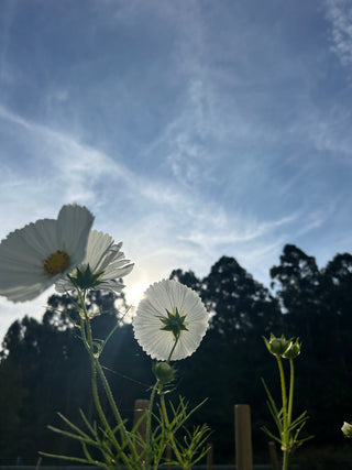 Semillas Cosmos Cupcake White