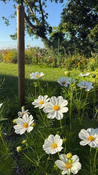 Semillas Cosmos Versailles