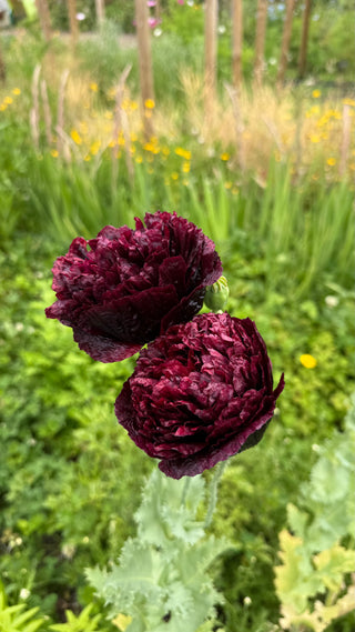 Semillas Papaver Black Peony