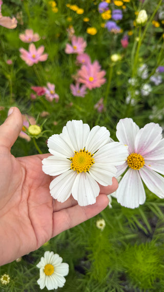 Semillas Cosmos Versailles
