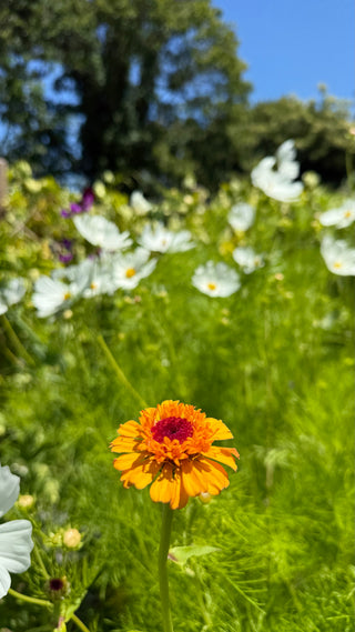 Semillas Zinnia Cresto mix