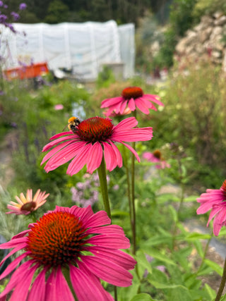Semillas Echinacea Bravado