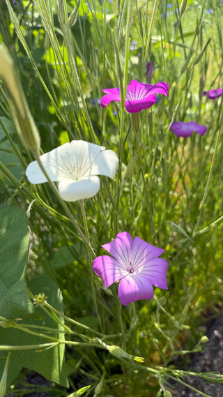 Semillas Agrostemma Gracilis Queen Mixed