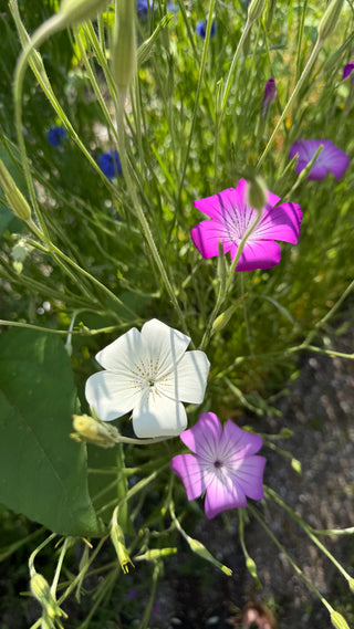 Semillas Agrostemma Gracilis Queen Mixed