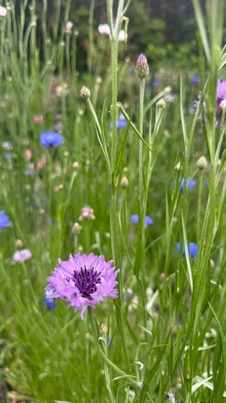 Semillas Centaurea formula mix