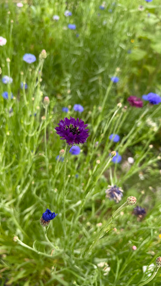 Semillas Centaurea formula mix