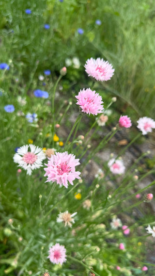 Semillas Centaurea formula mix