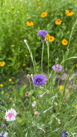 Semillas Centaurea formula mix
