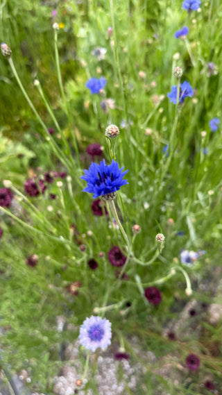 Semillas Centaurea formula mix