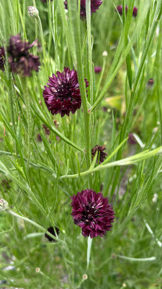 Semillas Centaurea formula mix
