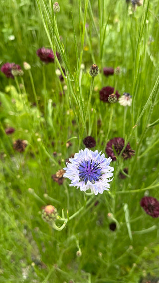 Semillas Centaurea formula mix