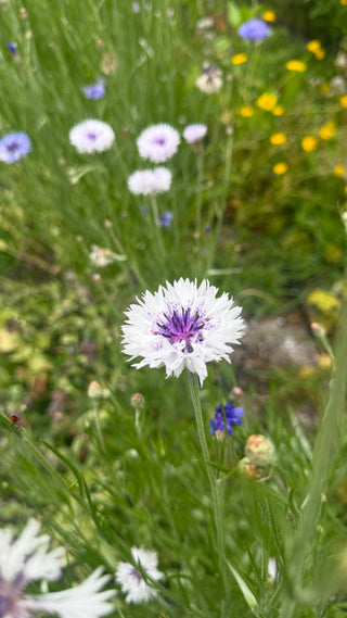 Semillas Centaurea formula mix