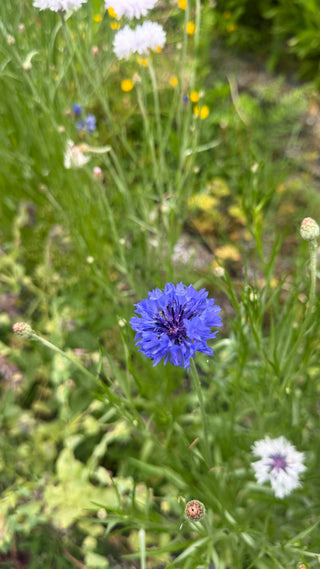 Semillas Centaurea formula mix