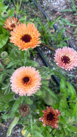 Semillas Calendula Pygmy Buff
