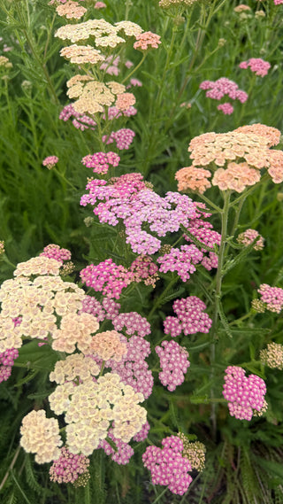 Semillas Achillea Summer Pastels