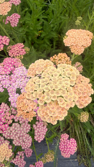 Semillas Achillea Summer Pastels