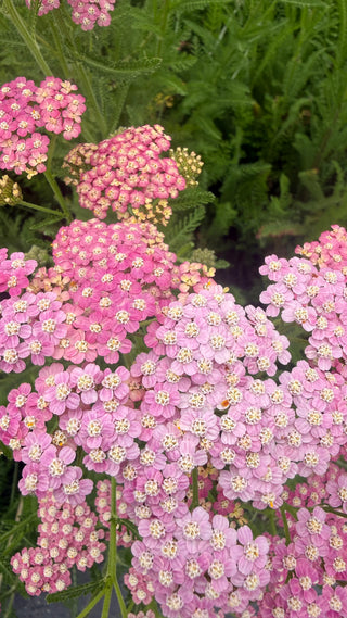 Semillas Achillea Summer Pastels