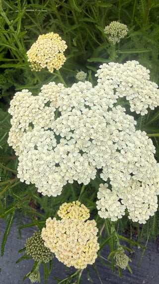 Semillas Achillea Summer Pastels