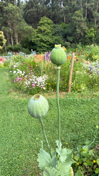 Semillas Papaver Bowling Ball