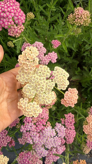 Semillas Achillea Summer Pastels