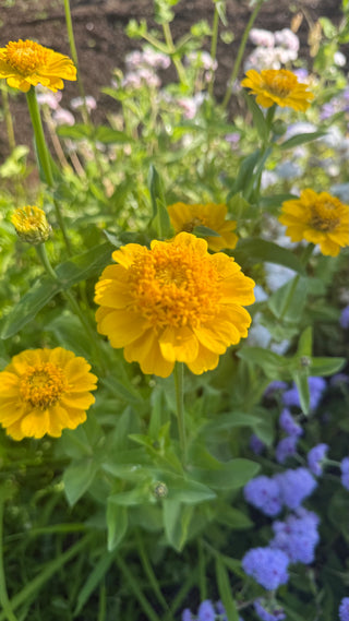Semillas Zinnia Cresto mix