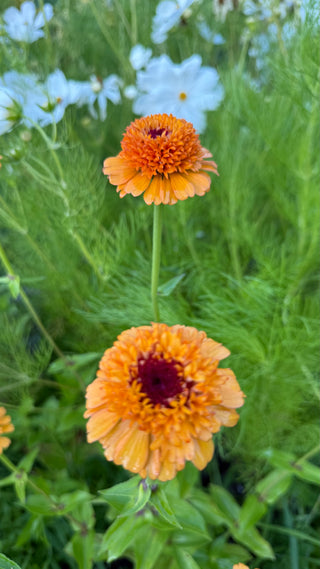 Semillas Zinnia Cresto mix