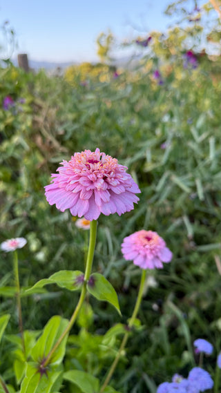 Semillas Zinnia Cresto Peaches & Cream