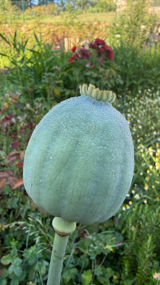 Semillas Papaver Bowling Ball