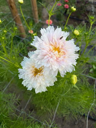 Semillas Cosmos Double Dutch White