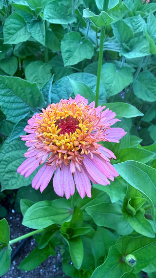 Semillas Zinnia Cresto Peaches & Cream