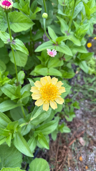 Semillas Zinnia Cresto Peaches & Cream