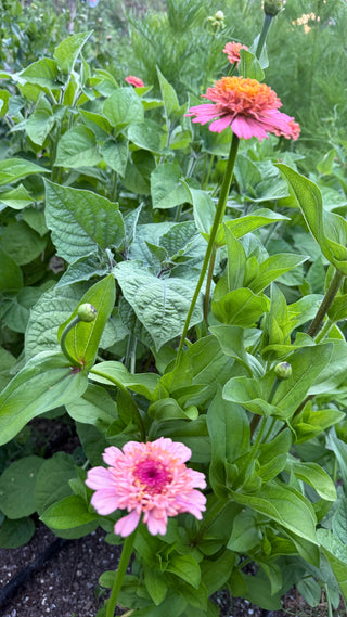 Semillas Zinnia Cresto Peaches & Cream