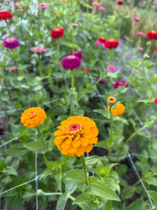 Semillas Zinnia Oklahoma Mix