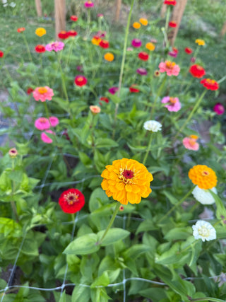 Semillas Zinnia Oklahoma Mix