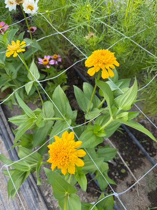 Semillas Zinnia Cresto mix