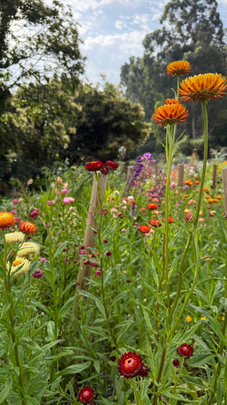 Semillas Helichrysum gigante