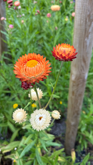 Semillas Helichrysum gigante