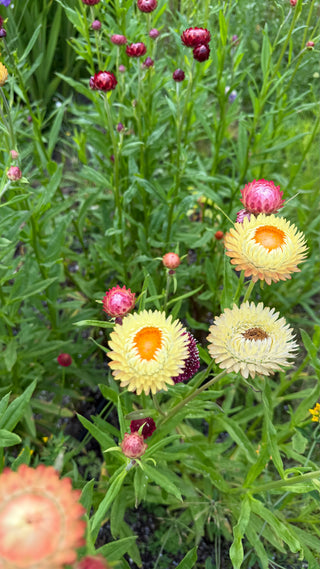 Semillas Helichrysum gigante