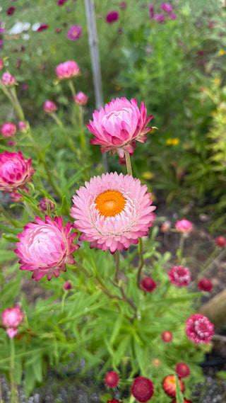 Semillas Helichrysum gigante