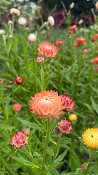 Semillas Helichrysum gigante
