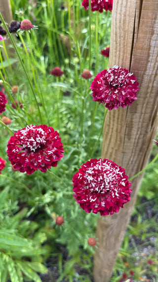 Semillas Scabiosa Summer Fruits