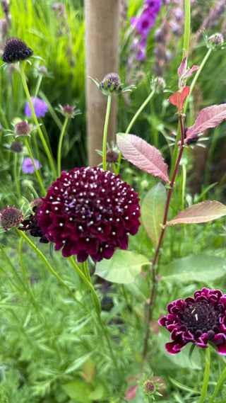Semillas Scabiosa Summer Fruits