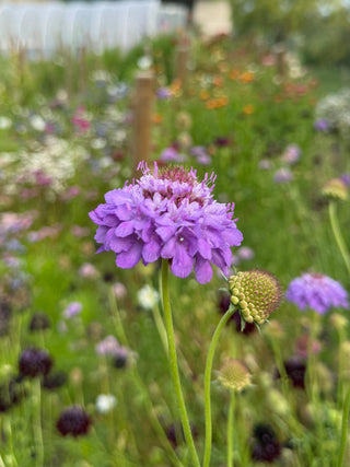 Semillas Scabiosa Oxford Blue