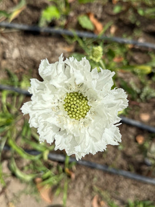 Semillas Scabiosa Fama White
